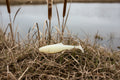 3” paddle tail (pearl)